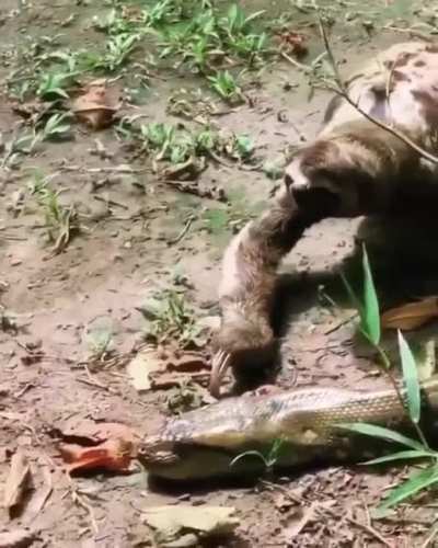 ? A sloth nonchalantly walks over the head of a huge anaconda, absolutely low-energy content