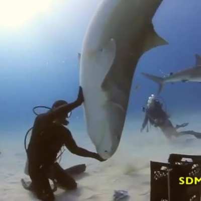 ? Playful tiger shark spins on a diver's hand