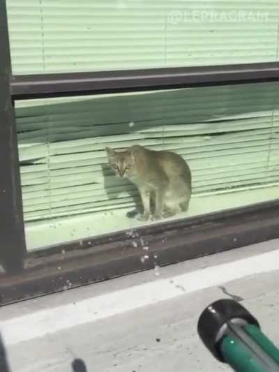 Window cleaners fun