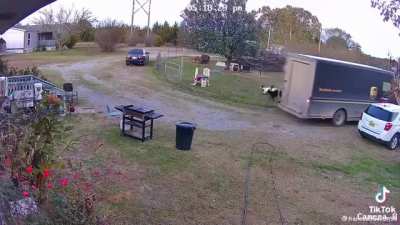 Goats faint near UPS truck in hopes of getting compensation from “vehicle collision” settlement