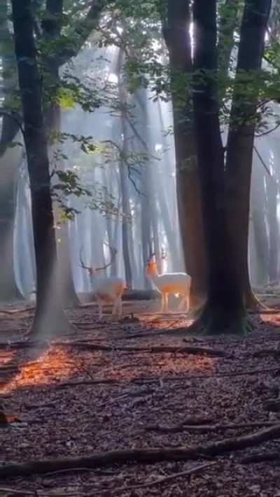? Barasingha in Himachal Pradesh, India