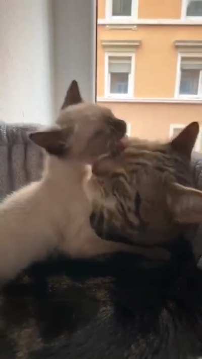 Momo has only been part of our family for two weeks, but his big brother Goblin already loves him very much ?