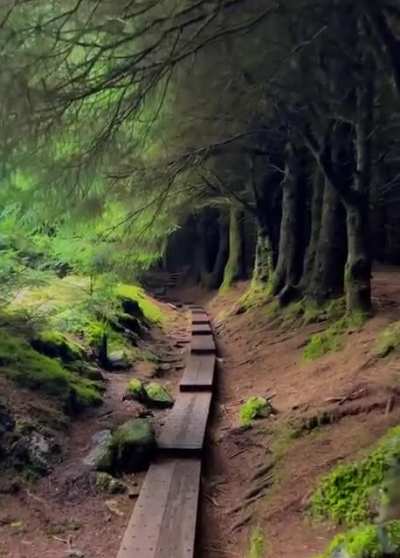 ? Ballinastoe Woods Trail, Ireland. ?