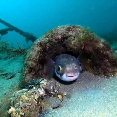 ? A puffer fish