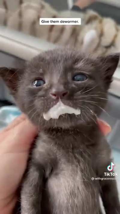 Accidentally licking the dewormer ?