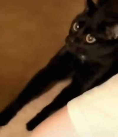 Is this a joke human?