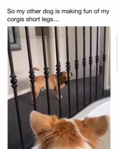 Bully doggy