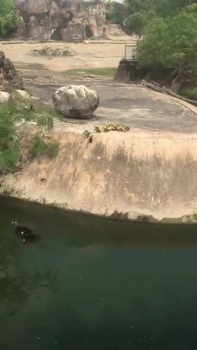 ? One by one, a dozen ducklings learn to trust their mother and throw themselves over the cliff....