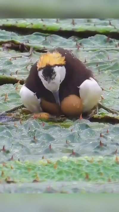 Dad helps in incubation