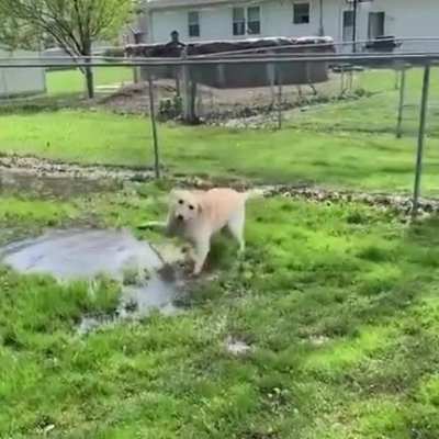 This blind pup just discovered a puddle he can play in! ?? This is best thing I've seen today..