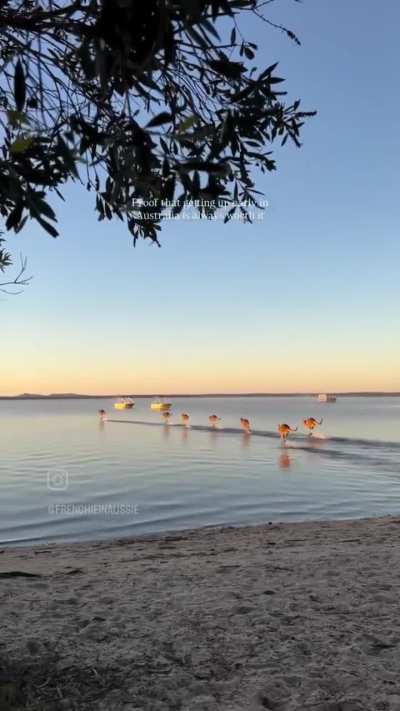 ?Coastal Kangaroos?