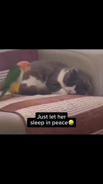 Let me sleep peacefully ?????