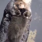 ? Momma sea otter making sure her pup is comfy ?