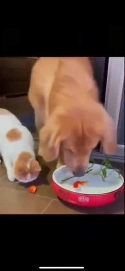 Dog saving gold fishes life, it's so heart touching. Dogs keep surprising me tbh ?