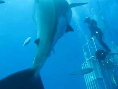 ? The World Largest Living Great White Shark "Deep Blue"