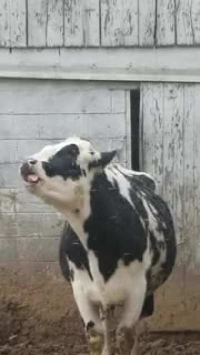 Cow Tries to Catch Snowflakes on its Tongue