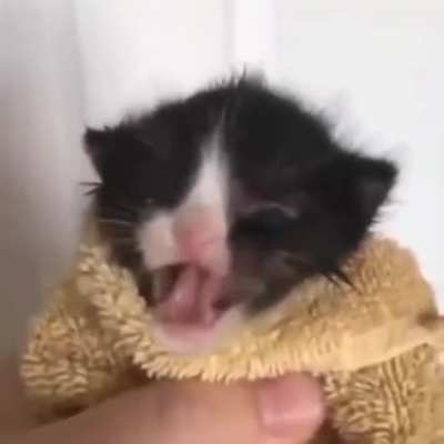This lil guys meow