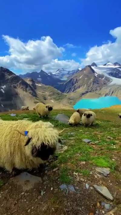 ? Get intimate with nature,close to the flock