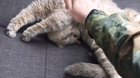 meow?irl