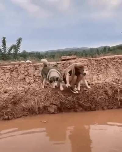 You must enjoy hooman