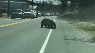 ? This momma bear trying her best to herd her cubs across a road ?