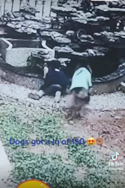 Smart Dog