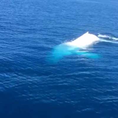 ? RARE sighting of Migaloo, one of only 3 albino humpback whales in the world.