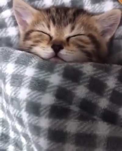 Compy sleeping cat