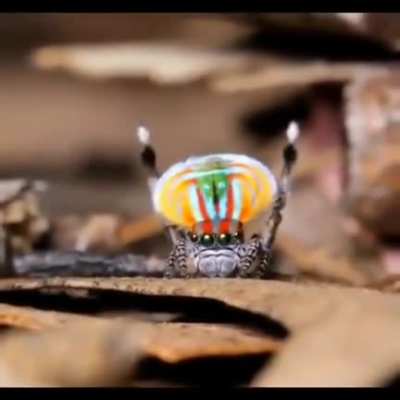 ? Peacock spider .