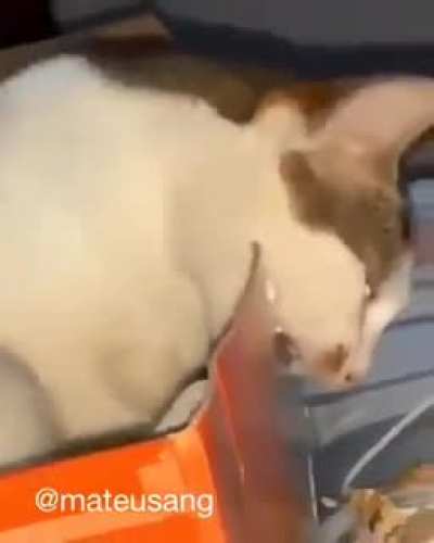 Cat with a master's degree in engineering