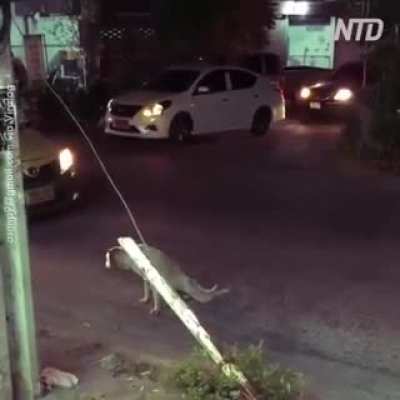 Poor doggy