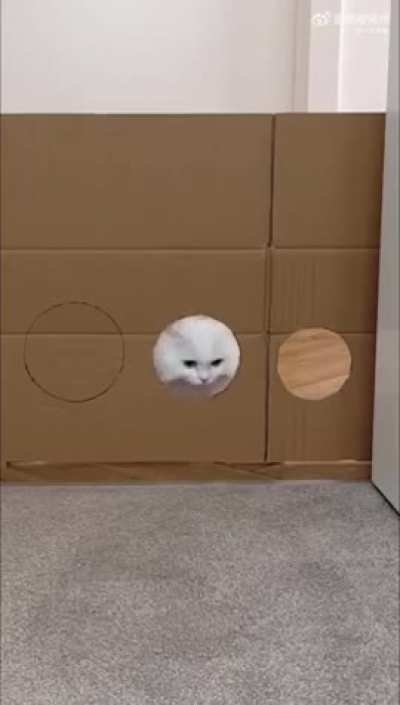 amazing cat ?