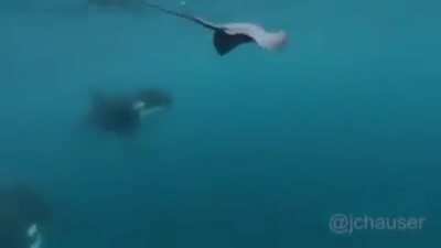 ? orca being a bully