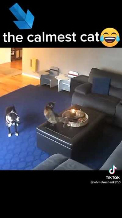 I thought it was so funny to see Sammy catch his tail on ?