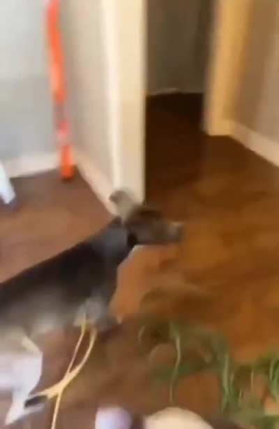 To have a guard dog