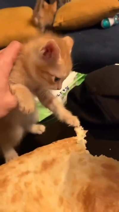 Cat ? Pizza