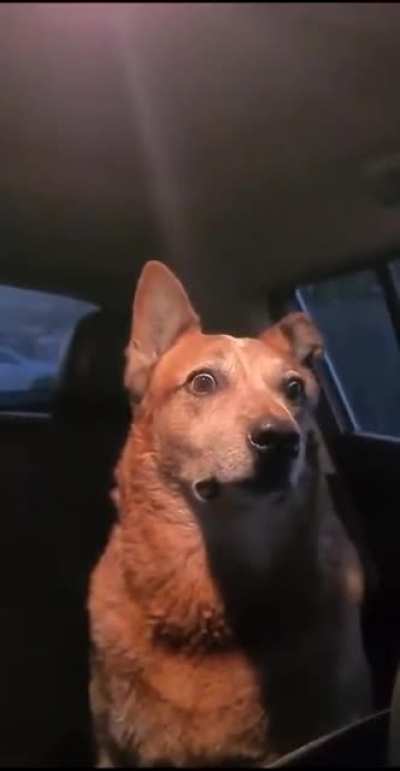 Terrified dog: "What's happening?"