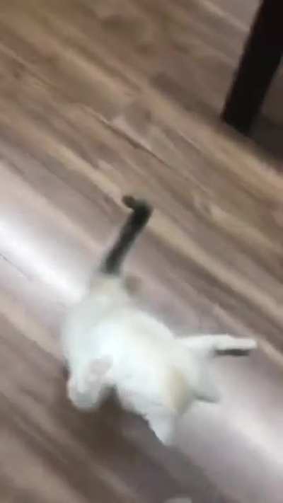 Cat.