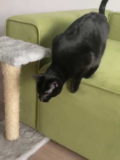 I think I have a cat-dog