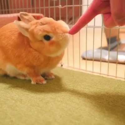 Wholesome Bunny ?