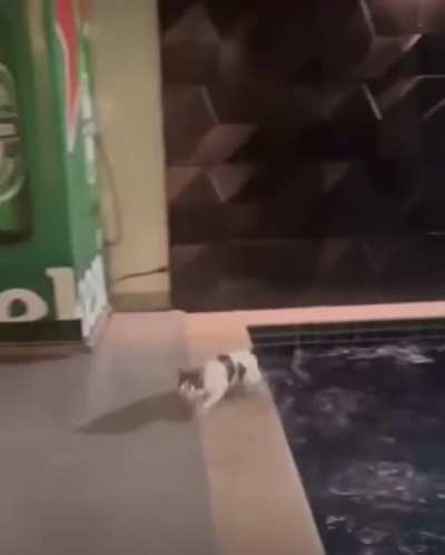 hmm cats