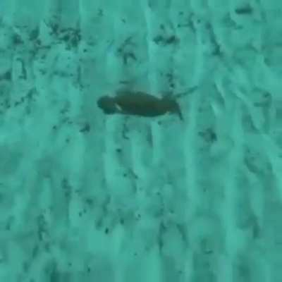 The chances of being killed by a crab are low, but never cero