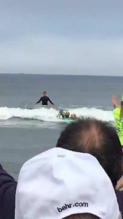 Surfing Dogs Collide And End Up On Same Board