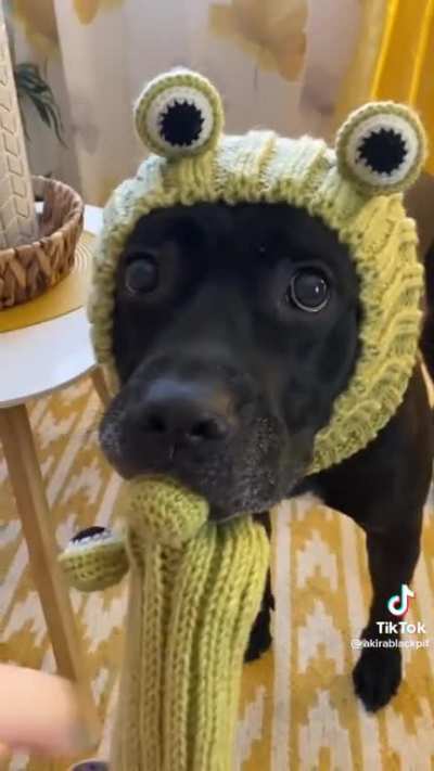 Froggy doggies