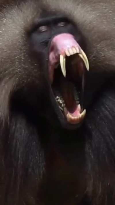 ? This is a Male gelada native to Ethiopia ?? Can you believe this guys diet is 90% grass ?