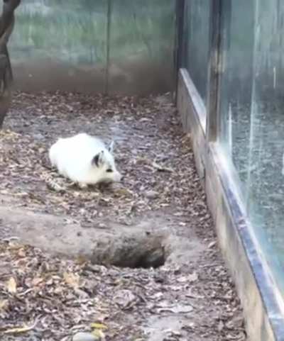 Lil Fox Loses His Friend