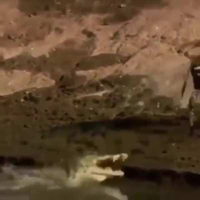 ? Crocodile straight-up rage quits