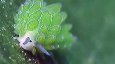 ?Leaf Sheep are one of the only animals that can photosynthesize, is also able to produce enough energy through kleptoplasty that helps them stay alive for at least 2 months comfortably