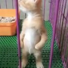 Give that kitten whatever she wants ?
