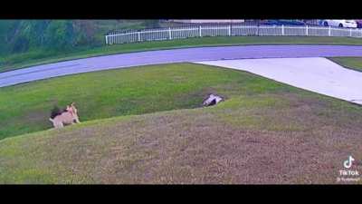 This kid's dog saves him from a dog attack